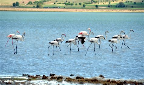 B­u­r­d­u­r­­d­a­ ­f­l­a­m­i­n­g­o­l­a­r­ ­z­i­y­a­r­e­t­ç­i­l­e­r­i­n­i­ ­b­e­k­l­i­y­o­r­
